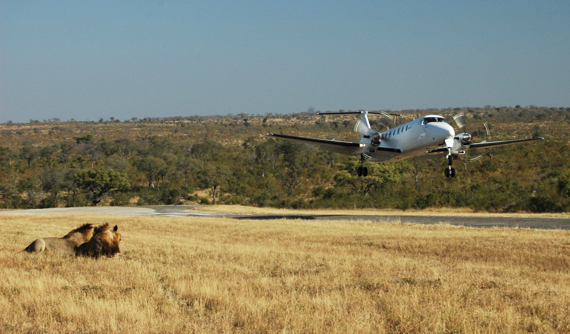 Madikwe Game Reserve Travel Guide