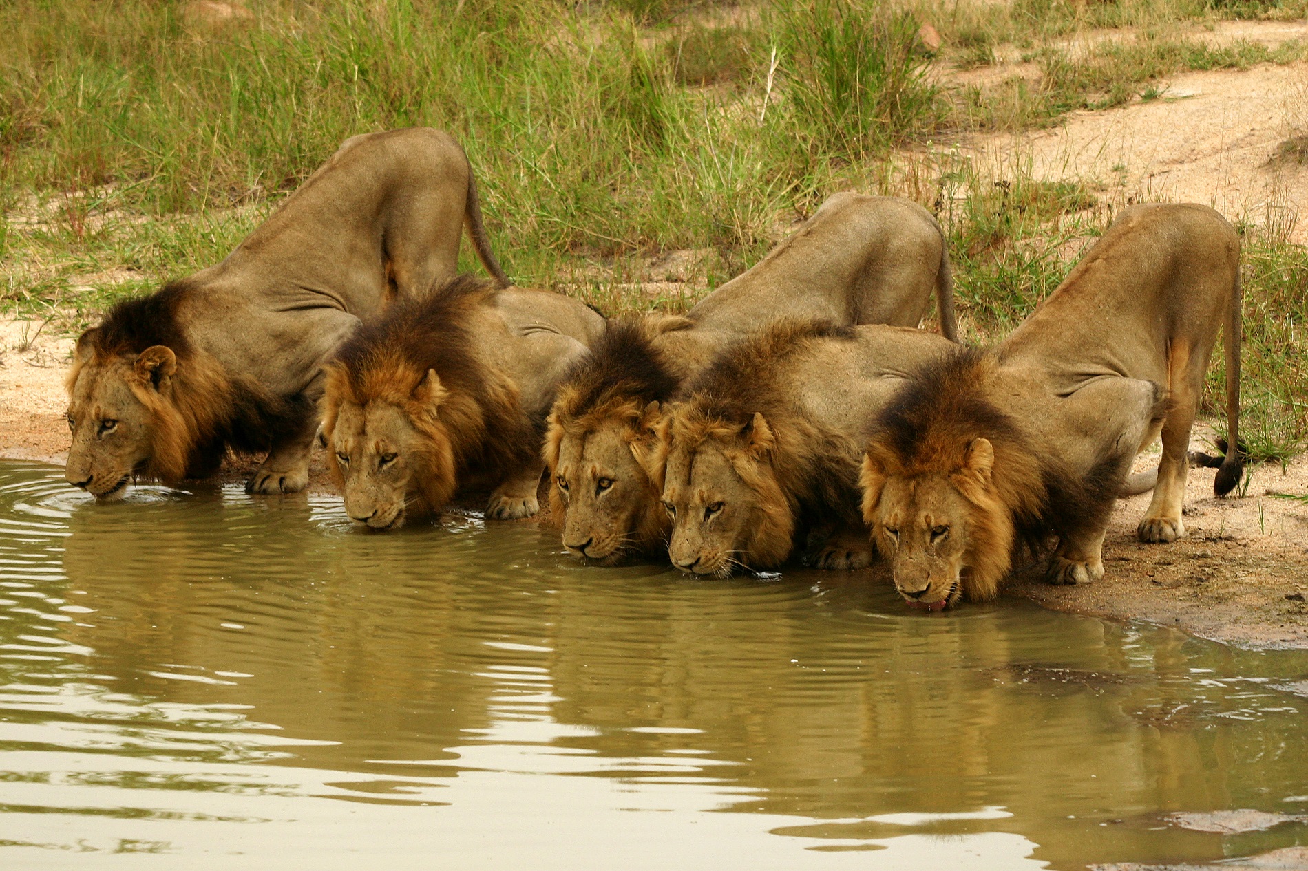 10 Things You Didn’t Know About Lions