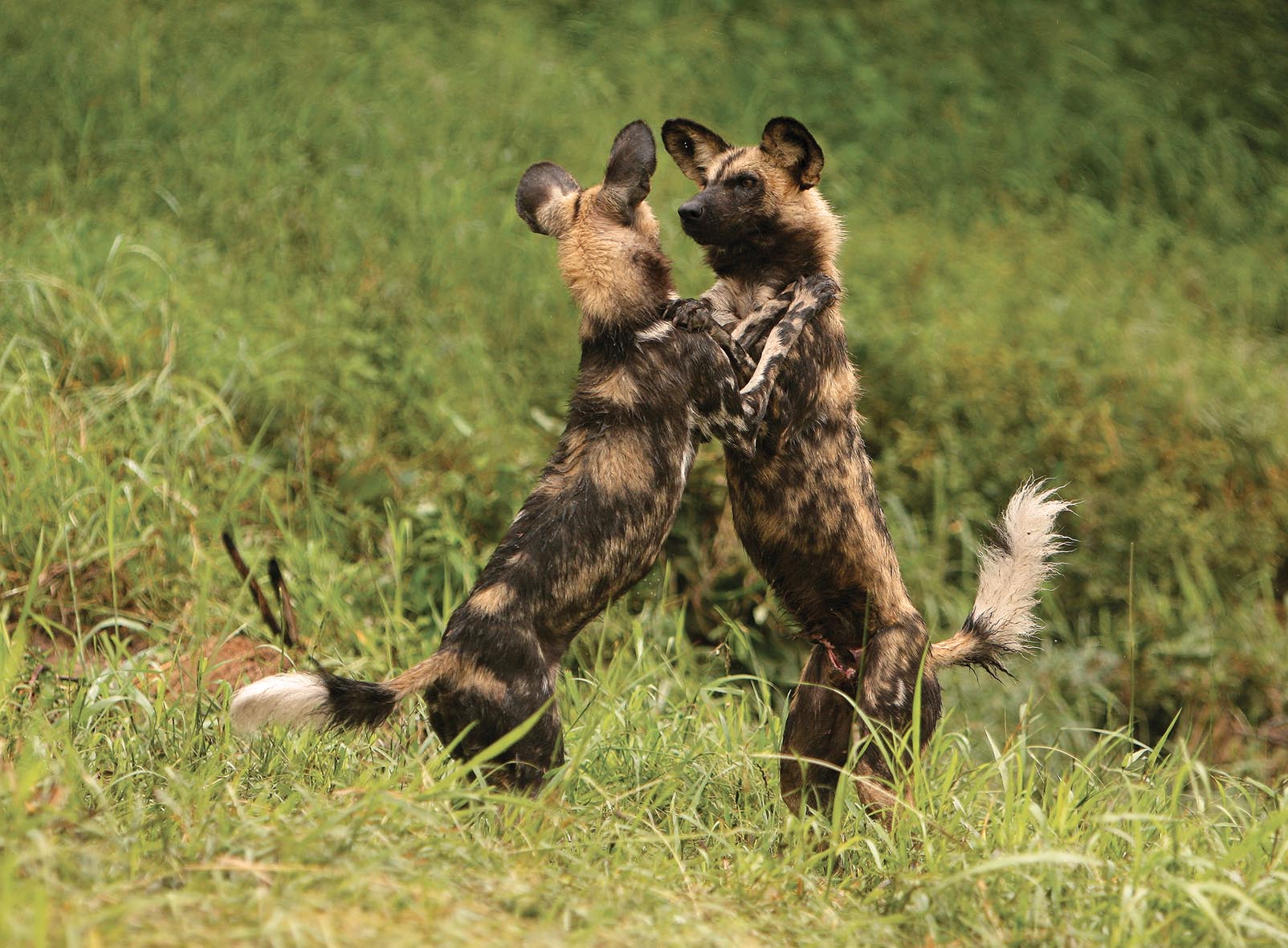 Green Season Safaris in Madikwe Game Reserve