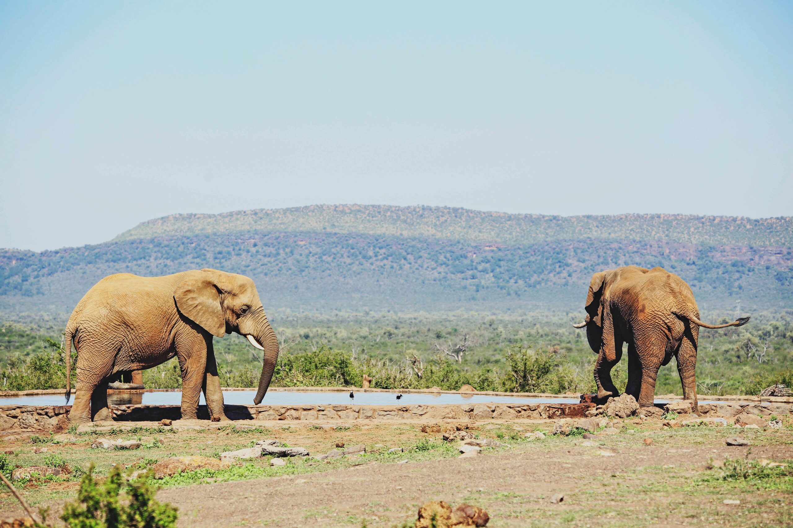 Gentle Giants: World Elephant Day Photoblog