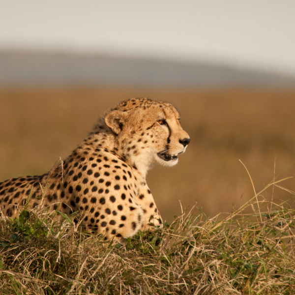 cheetah reserve south africa