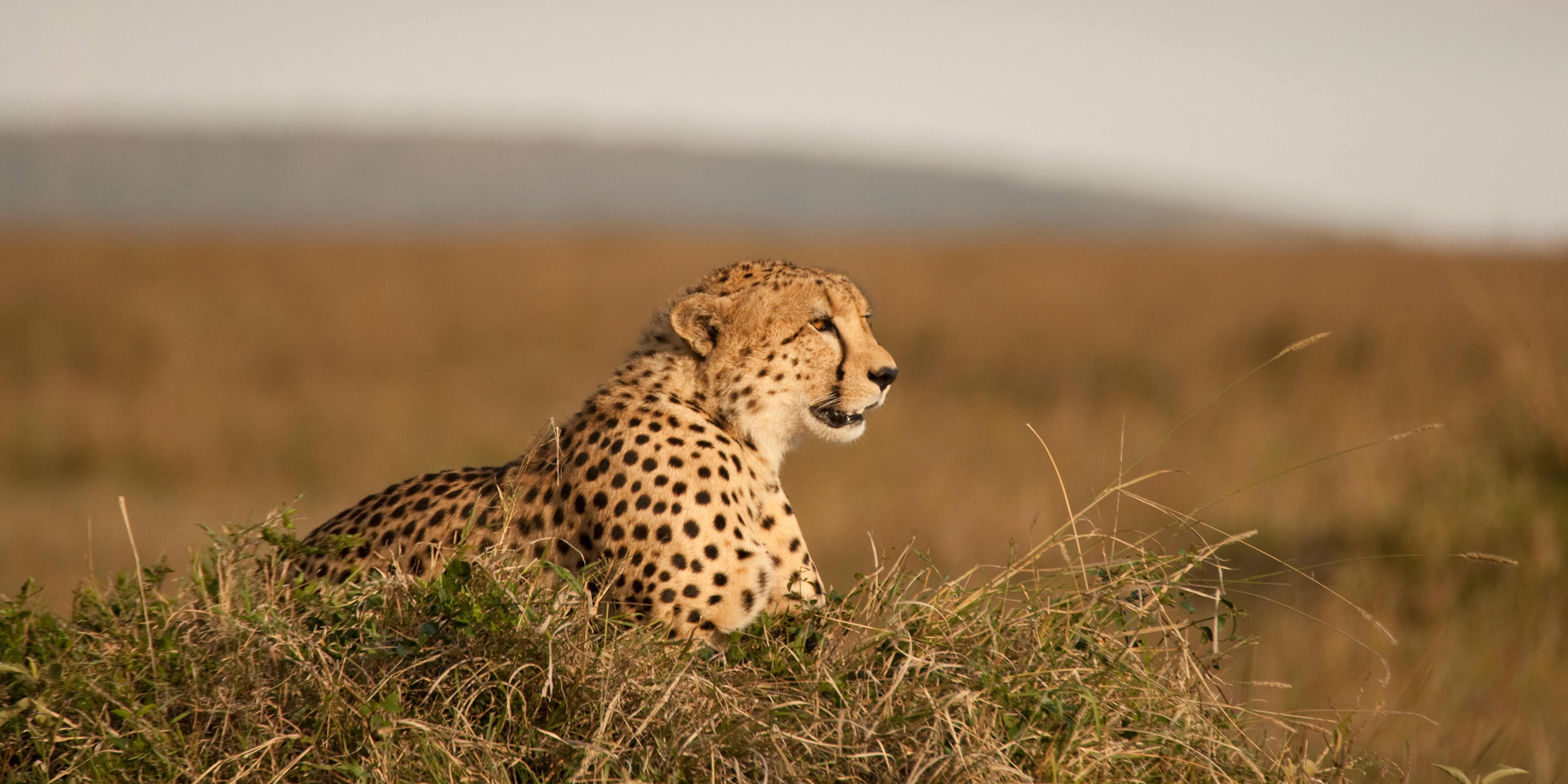 The Best Place to see Cheetah on Safari