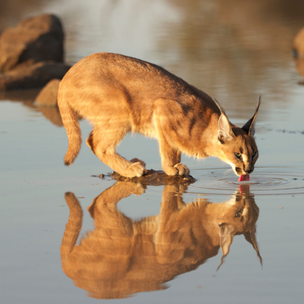 Caracal