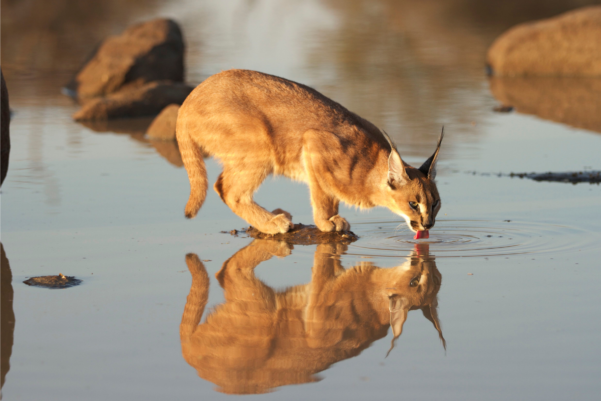 Caracal