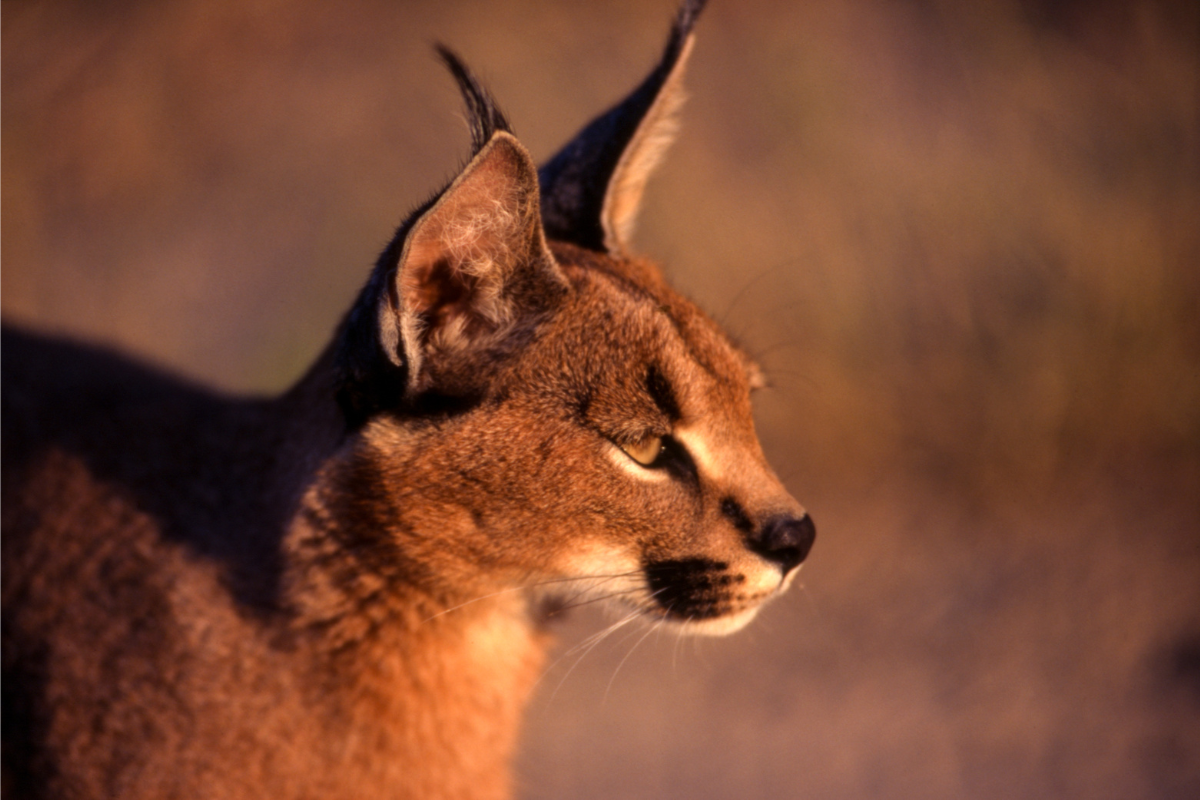 Caracal