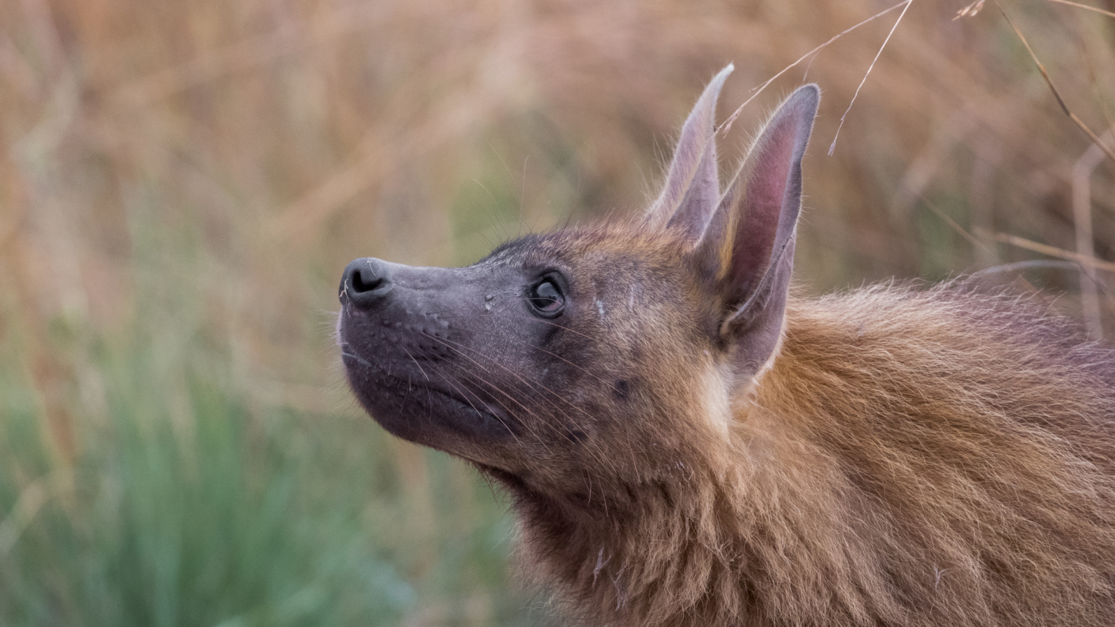 where to see hyena