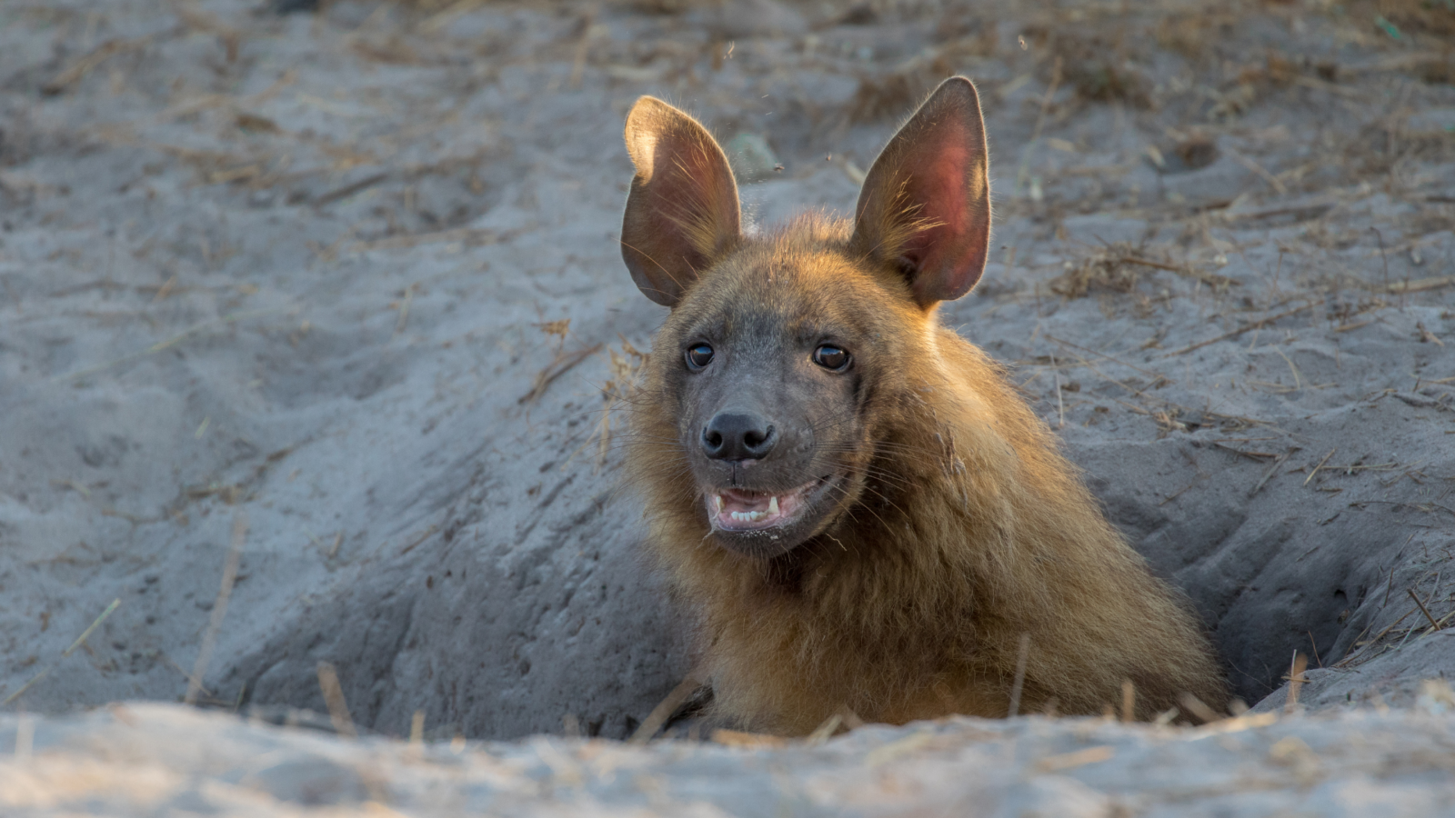 brown hyena in madikwe