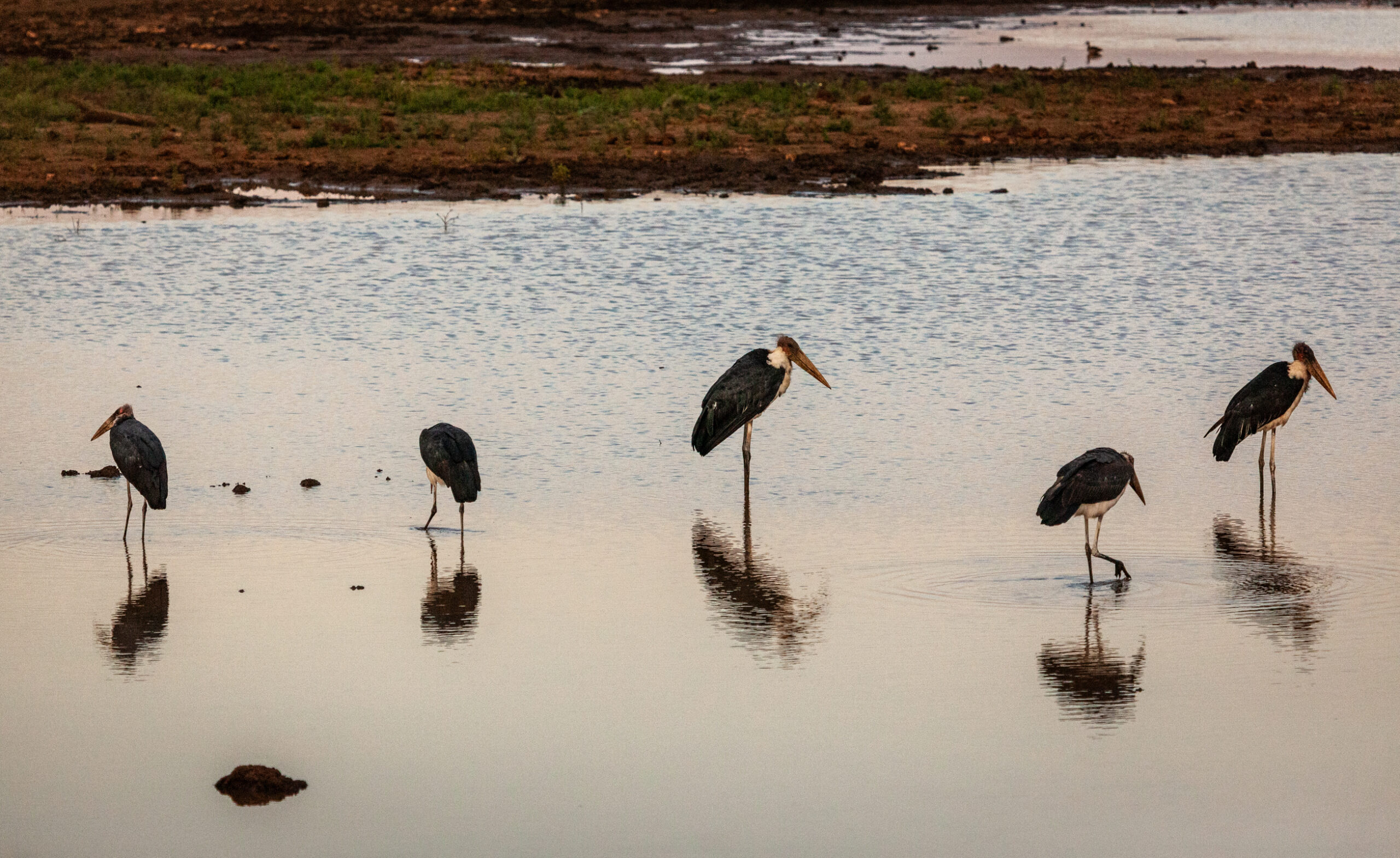 Madikwe Hills Birding Guide