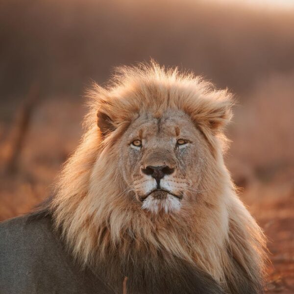 madikwe game reserve recent sightings